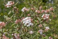 Korean Arrowwood Viburnum carlesii, flowering shrub Royalty Free Stock Photo